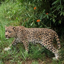 Leopard Stalking Garden Statue