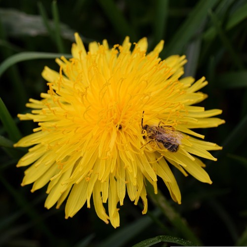 Dandelion flower seeds - flower,