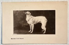 Antique Postcard Russian Wolf