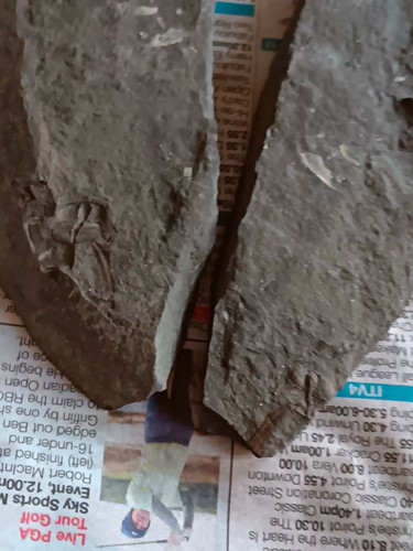 Trilobite fossils rock - trilobite, x2