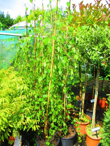 6ft inc pot 12litre - 6ft,