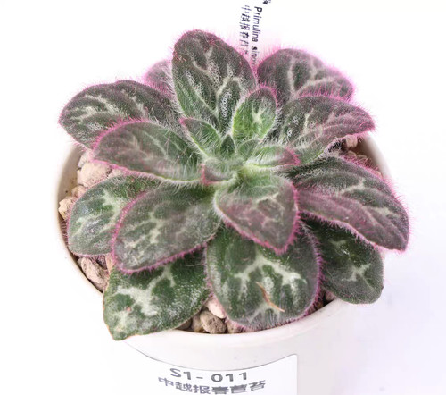 Pot 8cm primulina - pot,