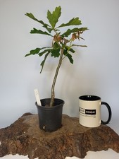 Shohin Oak Tree Bonsai  Quercus robur Easy Care, Outside Bonsai 