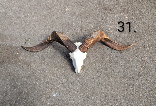 Huge ram skull - skull,, voodoo