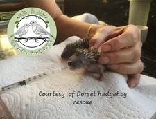 Baby hedgehog squirrel rat