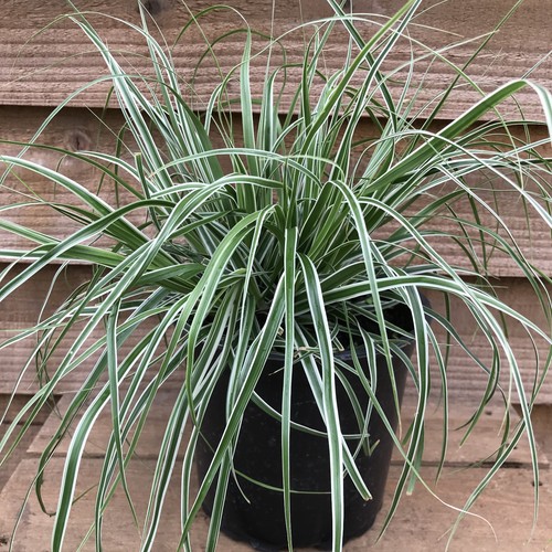 Carex oshimensis everest - carex,