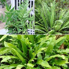 3 x Evergreen Hardy Fern