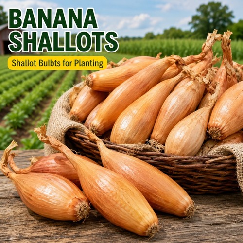 Chef choice shallot bulb - choice,
