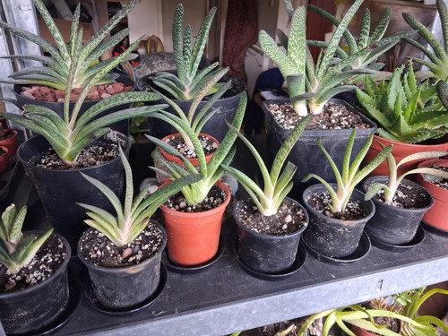 Tongue gasteria obliqua - ox's,