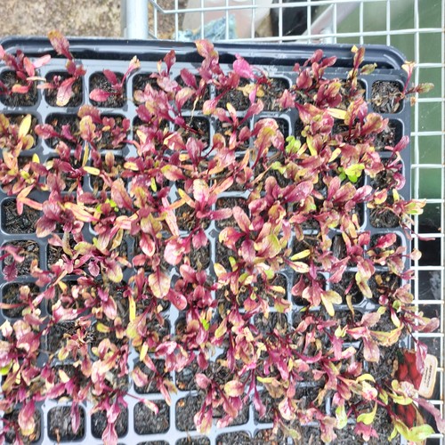 Beetroot plug plants pack of - plug, plants,