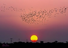 Wall Art "Starlings at sunset", Pune, Maharashtra, India A3 Print 