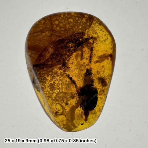 Unidentified insect amber - unidentified,