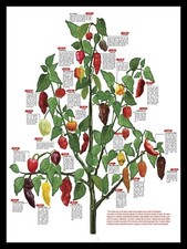 Pepper Tree, Retro metal