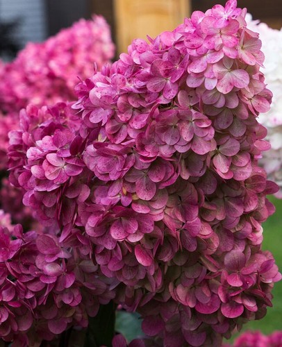 Hydrangea flowering shrub - hydrangea,