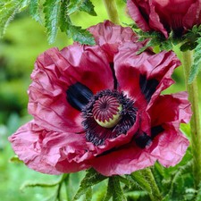 Patty's Plum Poppy, 3 Bare