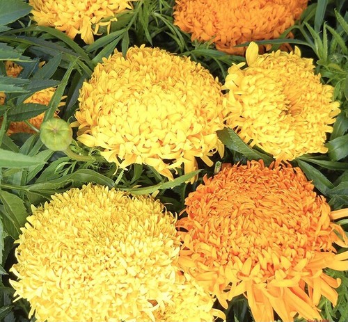 Tagetes erecta african - 60, x