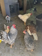 12 Fertile Chicken Hatching