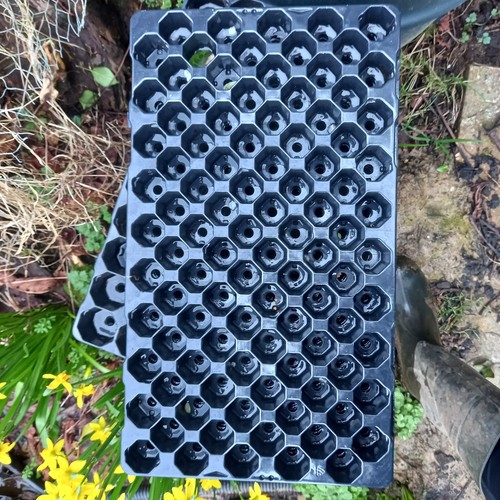 100 cell plug plant seed - cell,