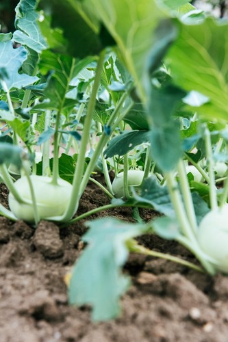 Kohlrabi plug plants grow - -, "grow