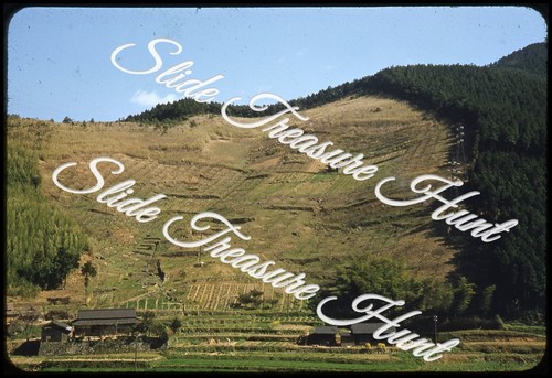 Japan farm orchard trees - orchard,