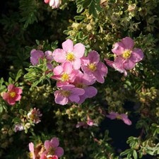 Potentilla Fruiticosa Pink