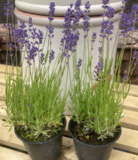 English Lavender Angustifolia
