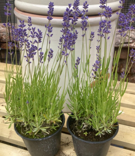 English lavender angustifolia - english,