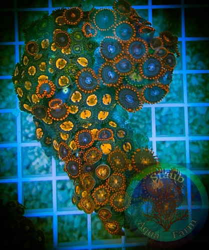 Saf 2 in zoanthid - in,