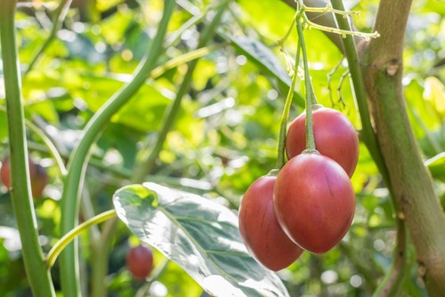 Tamarillo tree tomato seeds - tamarillo,