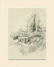 Border terrier dogs vintage - ,