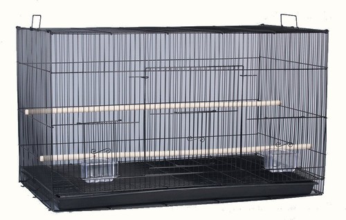 Aviary budgie canary - budgie,