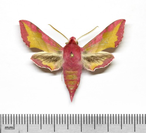 Mh0433 deilephila porcellus - porcellus, 1m