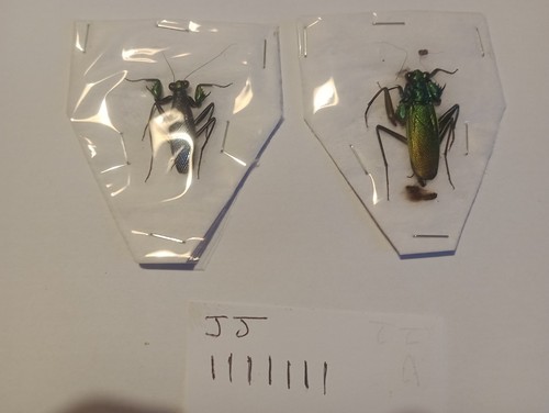 Metallyticus splendidius pair