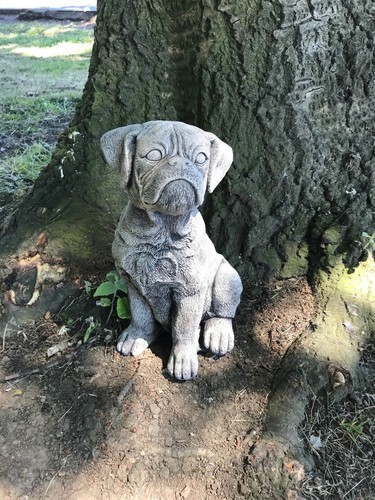 Boxer puppy dog sat - , stone