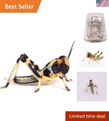 Protein rich live - locusts,