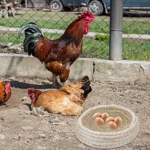 Hamster breeding box pigeon - hamster,