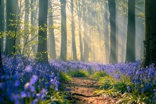 Bluebell Woodland Forest Canvas Picture Print Wall Art