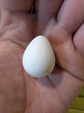 12 Pure Mixed Bobwhite quail