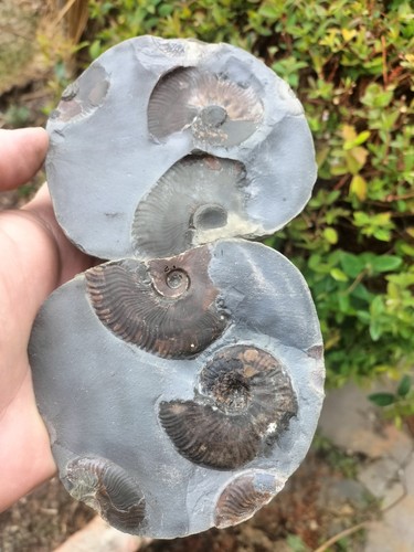 Eleganticeras nodule - sp,