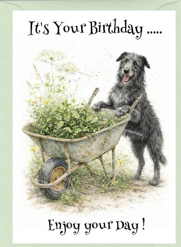 Deerhound lurcher dog - lurcher,