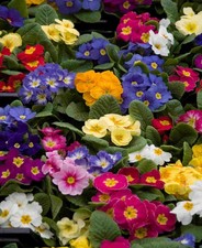 Primula Husky Mix - Bright