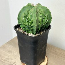 Giant Astrophytum Myriostigma Fukuryu Nudum - around 9.5-10cm, Bishop’s Cap, Rar