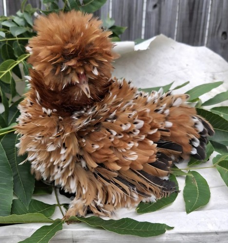 Silkie fertile hatching eggs - eggs,