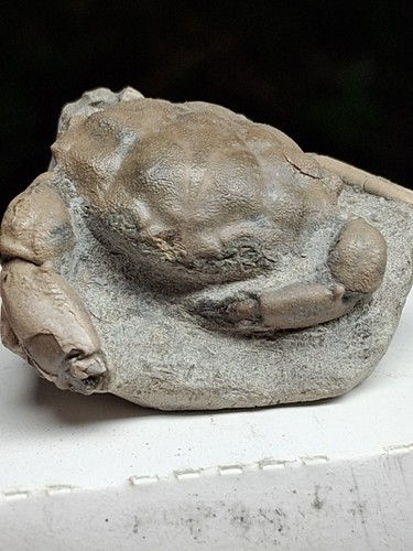 Small pulalius vulgaris - vulgaris, crab