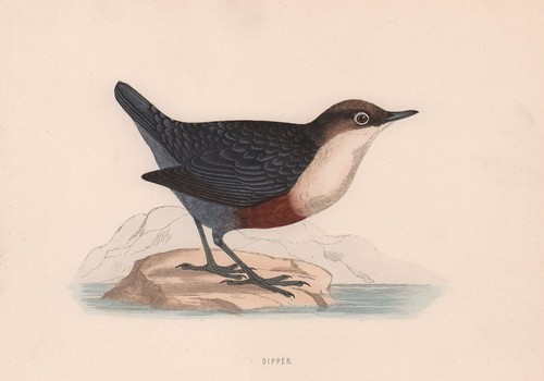 Dipper morris british - dipper.,