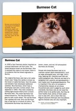 Burmese Cat #60.20 - Themes - Grolier Wildlife Adventure Card