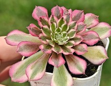 Aeonium Chanel Garnet White