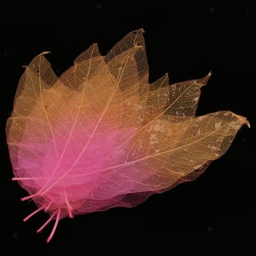 50x multicolor natural - 50x,