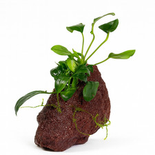 Anubias on Lava Rock (6-9cm)
