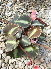 Begonia Cleopatrae